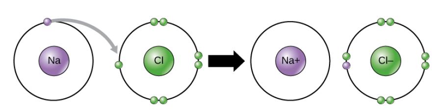 A sodium and a chlorine atom sit side by side. The sodium atom has one valence electron, and the chlorine atom has seven. Six of chlorines electrons form pairs at the top, bottom and right sides of the valence shell. The seventh electron sits alone on the left side. The sodium atom transfers its valence electron to chlorines valence shell, where it pairs with the unpaired left electron. An arrow indicates a reaction takes place. After the reaction takes place, the sodium becomes a cation with a charge of plus one and an empty valence shell, while the chlorine becomes an anion with a charge of minus one and a full valence shell containing eight electrons.