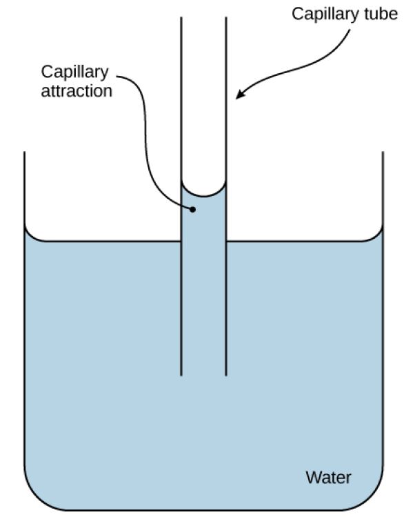 A thin hollow tube sits in a beaker of water. The water level inside the tube is higher than the water level in the beaker due to capillary action.