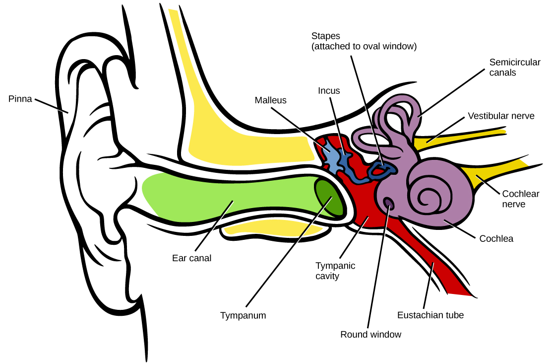 Illustration of a human inner ear.  Labelled parts of the ear include: Pinna, Ear canal, Tympanum, Malleus, Incus, Staples (Attached to oval window), Tympanic cavity, Semicircular canals, with Round window. Leaving the inner ear are the Vestibular nerve, Cochlear nerve and Eustachian tube.