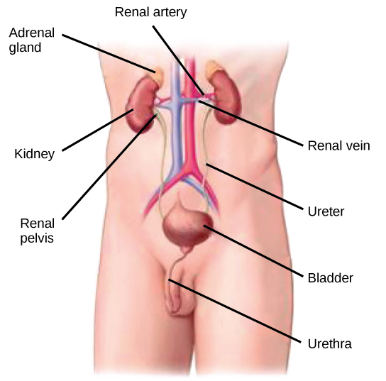 Illustration showing the location inside a male human of the Renal artery and Renal vein connected to the two separate Kidneys with attached Adrenal glands. Leaving the Adrenal glands are two Renal pelvis and Ureter which connects to the single Bladder and finally connects to the Urethra.