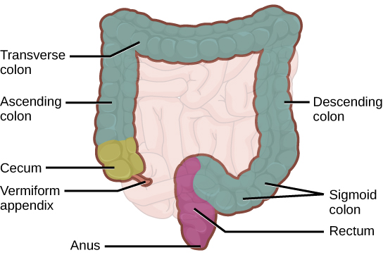 Illustration of a human large intestine.  Attaching to the small intestine is the Vermiform appendix, followed by the Cecum, Ascending colon, Transverse colon, Descending colon, Sigmoid colon, Rectum and finally the Anus.