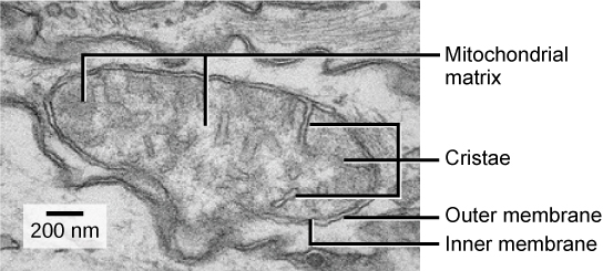 Transmission electron micrograph of a mitochondrion shows an oval, outer membrane and an inner membrane with many folds called cristae. Inside of the inner membrane is a space called the mitochondrial matrix.