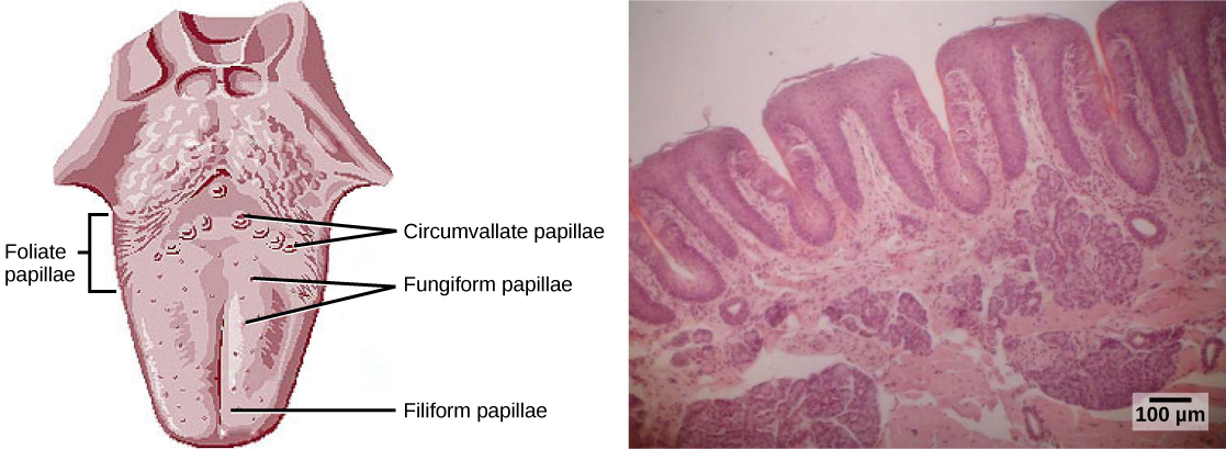 Image consists of a two separate images. Image on the left is a sketch of a tongue labelling the Foliate papillae, Circumvallate papillae, Fungiform papillae and Filiform papillae. Right side image shows a closeup view of the tongue with a centimeter representing approximately 100um.