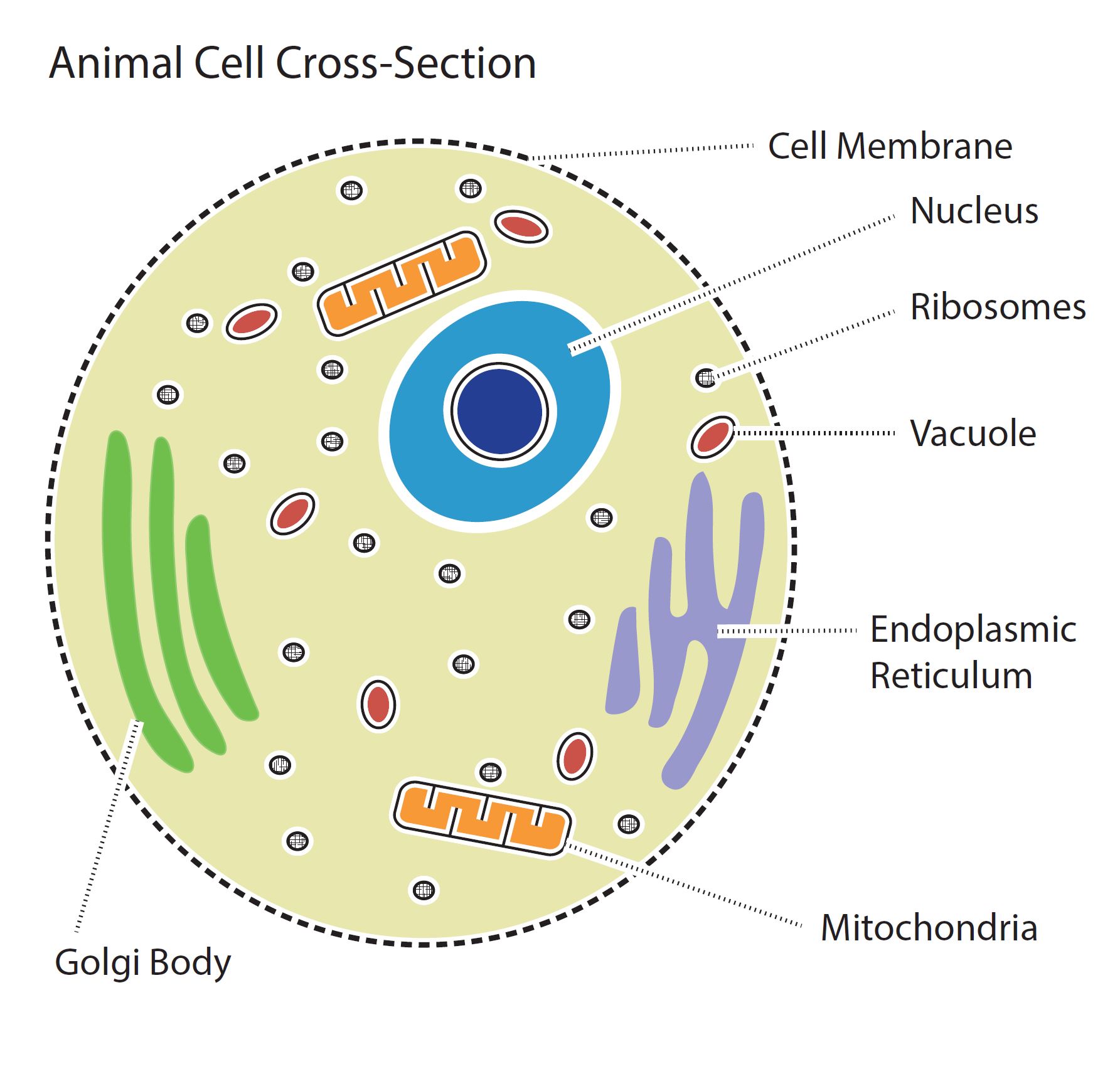 Illustration showing the cross-section of an animal cell. The diagram includes the outer cell membrane and nucleus at the center with ribosomes, vacuole, endoplasmic reticulum, mitochondria, and golgi body embedded in the cytoplasm. 