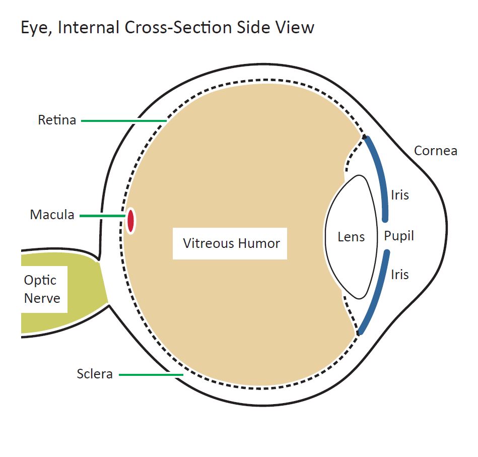 Diagram of a human eye viewed as a cross-section showing the internal structure. The external side of the eye includes the cornea covering the iris and the pupil letting light in which hits the lens. The central mass of the eye is called the vitreous humor, where the internal side of the eye includes the retina, sclera, and macula point. The whole structure is connected to the optic nerve. 