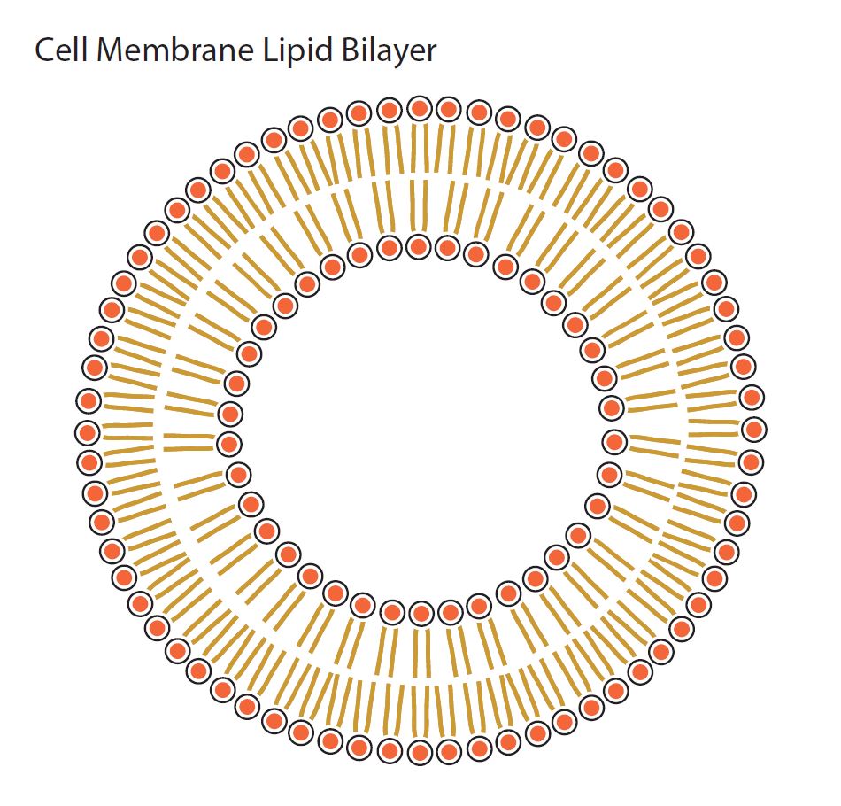 Diagram of a basic lipid bilayer forming a sphere. The molecules have hydrophobic tails and a hydrophilic head. The tails are attracted to each other, forming a chain of molecules that make up a ring, with the hydrophilic heads on the outside and the hydrophobic tails on the inside.